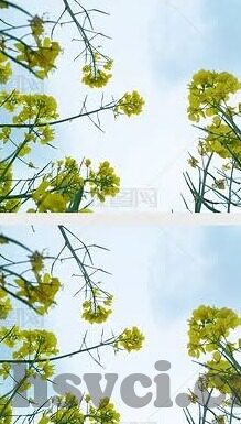 麻豆视频高清在线观看-探索多元娱乐的流媒体新阵地，麻豆视频高清在线观影体验